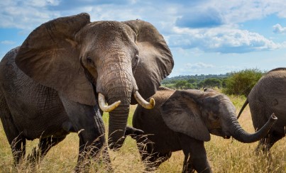 What are interesting facts about elephants?
