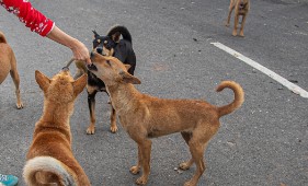 How to feed dogs?