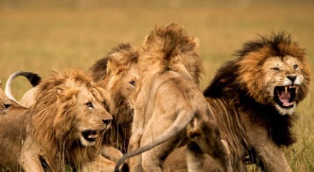 What are interesting facts about lions?