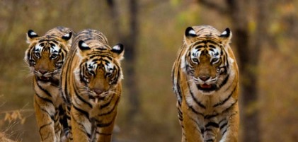 What are interesting facts about tigers?